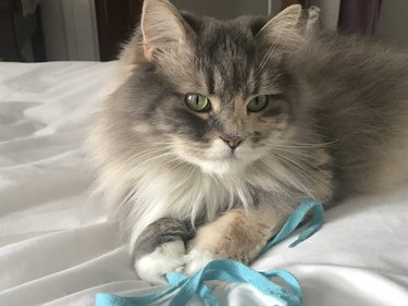 woman adopts senior gray cat