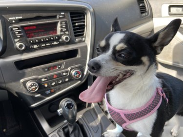 dog on day of adoption in a car