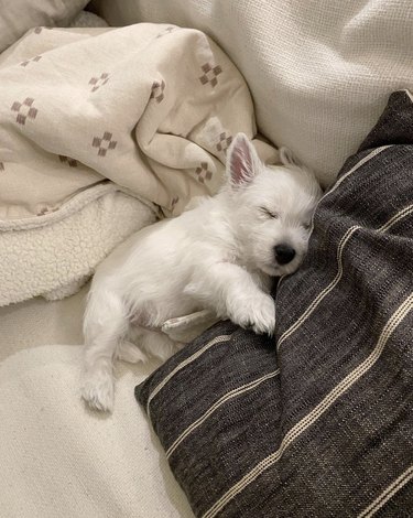 Westie puppy sleeping on a bed with blankets.