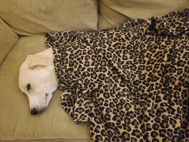 adopted dog sleeping under leopard print blanket on a couch