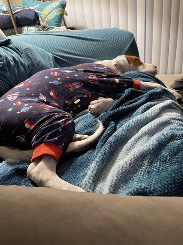 dog sleeping in pajamas on their human's lap