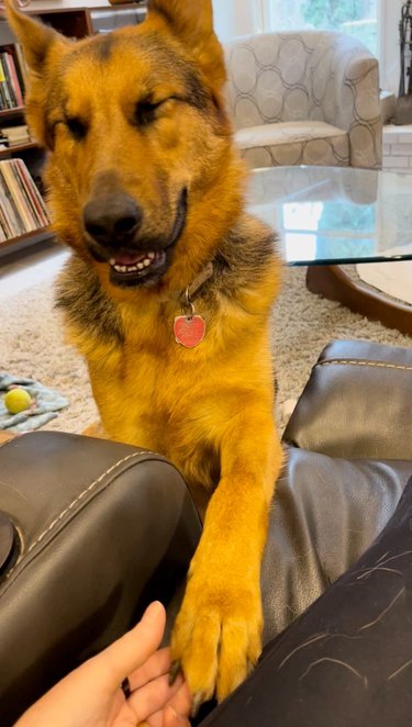 senior dog smiles for woman and reaches out their paw