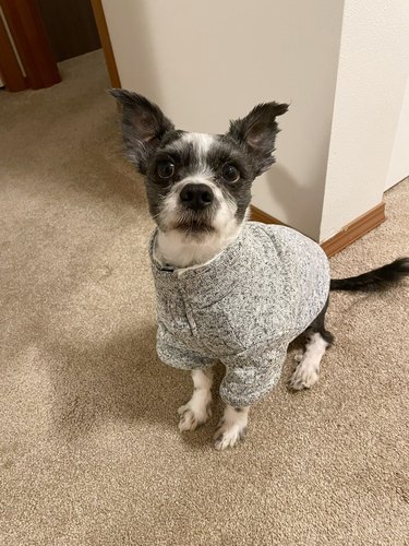 rescue dog wearing gray sweater