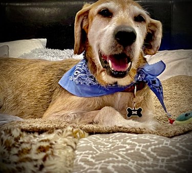 tourists in Hawaii adopt dog, he is wearing a blue bandana and happy