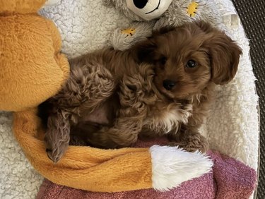 Brown cavoodle puppy with blankets and stuffed animals.