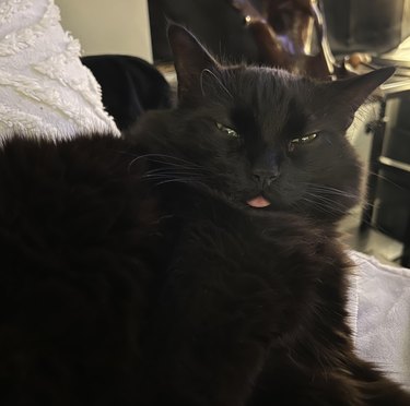 Black cat with narrowed eyes doing a blep.