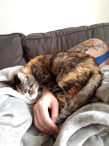 woman adopts senior cat in shelter the longest the cat is sleeping on her arm