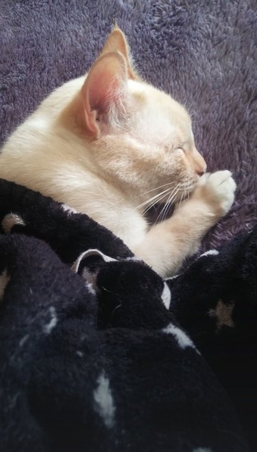 woman adopts abandoned cat, he is sleeping under a blanket