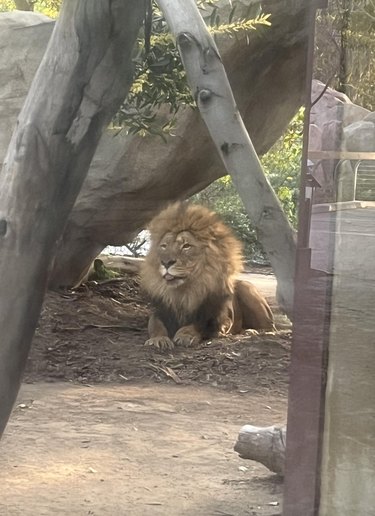 Lion at a zoo doing a blep.