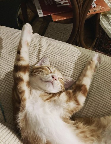 Kitten sleeping on their back with their arms raised up.