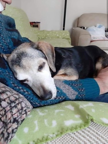 man adopts oldest dog in shelter and dog is sleeeping in his lap