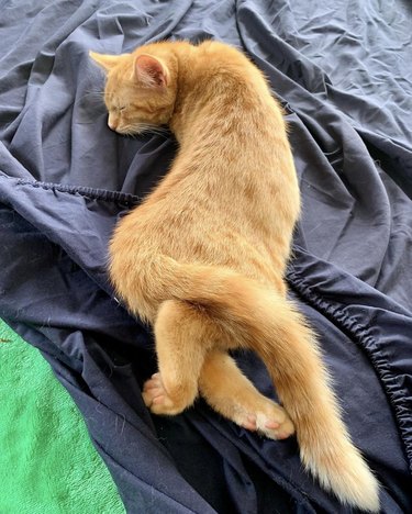 Orange cat sleeping with their front legs tucked under them and their hind legs crossed.