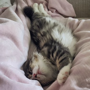 Petit chaton faisant la sieste dans une position tordue sur une couverture rose.