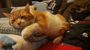 orange and white cat sleeping on pillow