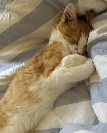 Ginger and white kitten sleeping with their arms crossed like they are hugging themselves.