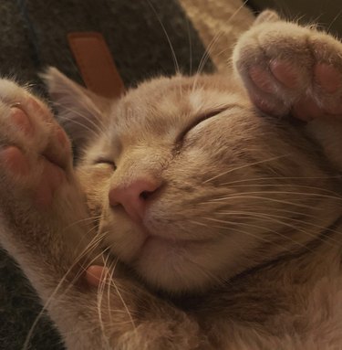 Close-up of a ginger cat with both of their front paws raised up.