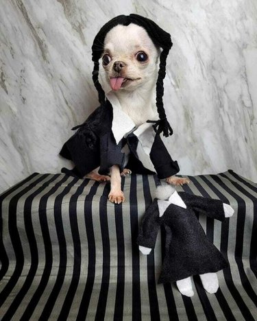 A small chihuahua in a Wednesday Addams costume and wig.