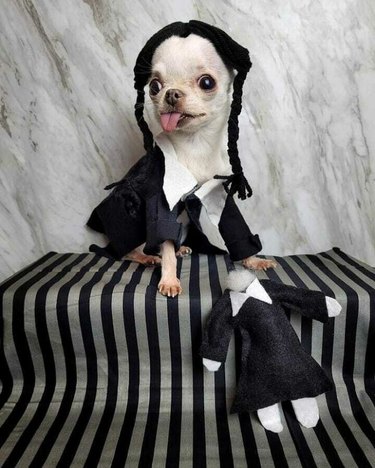 Pugsley Addams Halloween Dog Costume the Addams Family Pet 