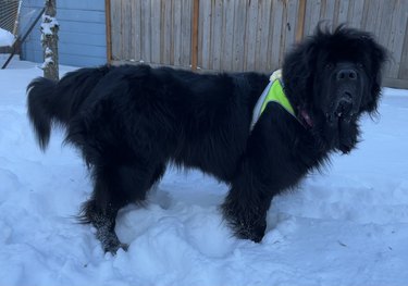 hi-visibility light harness