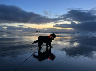 dog light harness on dark beach