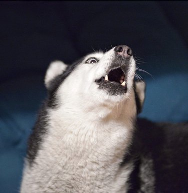A husky dog in mid-howl. The dog's head is tilted back and its mouth is open so two bottom teeth are visible.