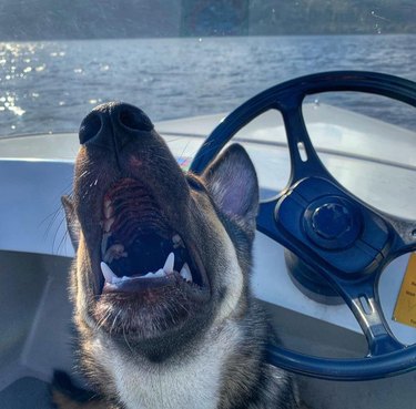A German shepherd dog's face, its head thrown back and its mouth wide open in a howl. The dog is resting its head against the steering wheel of a small boat, which is on a lake.