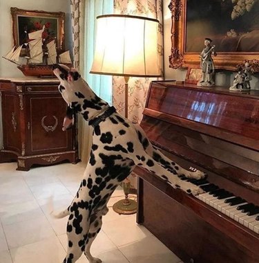 Dalmation dog in an ornately-decorated room. The dog is standing with its front paws pressed on the keys of an upright piano. The dog has its head thrown back and mouth open in a howl, as though it is singing along to a song it's playing.
