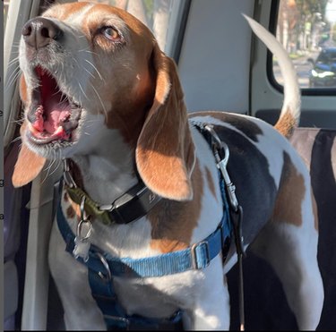 A Beagle dog, wearing a harness and collar, with its mouth wide open in a howl. The dog is riding in the backseat of a car and looking out the window.
