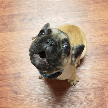 French bulldog puppy sitting on a wood floor. The puppy is looking up at the camera and howling, with its mouth open in a perfect "O" and its ears tucked back.