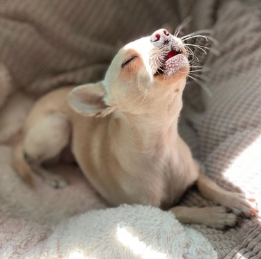 Small dog with large ears lying on a soft blanket. A sunbeam illuminates the dog's face and part of the blanket. The dog has its head tipped back, its eyes closed, and its mouth open just a little bit in a tiny howl.