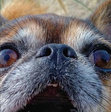 Extreme close-up photo of a small dog's eyes, nose, and mouth, with one ear visible. The dog has its mouth open and its eyes gazing into the camera.