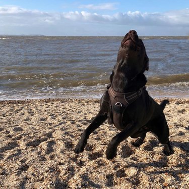 Labrador dog wearing a harness on the beach. The dog is on the sand close to the waves and is mid-jump and mid-howl. Its front paws are lifted off the sand and its head is thrown back with mouth slightly open.