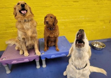 Three golden retriever type dogs at a training facility. Two dogs in the background are sitting on dog-sized tables that are low to the ground. The other dog in the foreground has its head thrown back and its mouth open in a howl.