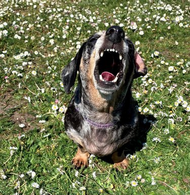 Small dog sitting in the grass, surrounded by small flowers. The dog has its head thrown back, eyes closed, and mouth wide open in a howl.