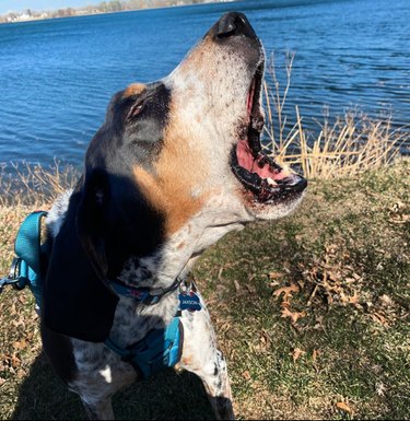 Close-up of a coonhound dog in front of a lake. The dog's mouth is open impressively wide in a deep howl called a "bay."