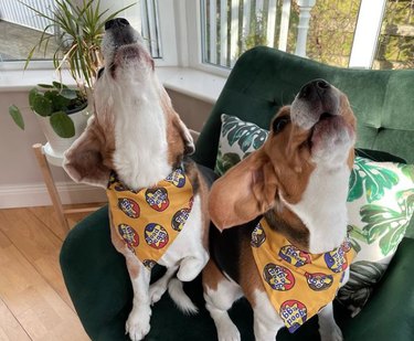Two Beagle-type dogs sitting on a green chair with a botanical print pillow, in a living room next to a sunny window. Both dogs are wearing yellow bandanas, and both dogs have their heads thrown back in a howl.