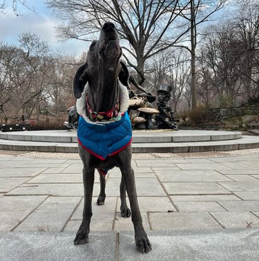 A medium-sized, long-legged dog wearing a sweater while standing in a park in front of an art installation. The dog's head is thrown back and its mouth is open in a howl.