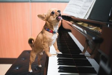 A tiny dog wearing a colorful collar, with a curly tail, its back paws standing on a piano bench and front paws pressed onto piano keys. The dog has its mouth open in a small howl, like it is singing.
