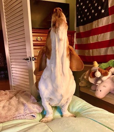 A Basset hound standing on a bed with its head thrown back in a howl. The room has an American flag decoration on the wall, a dresser and TV, and a pile of stuffed animals on a small shelf.