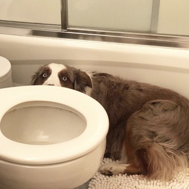 Australian sheepdog hiding in a bathroom behind a toilet.