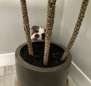 Bulldog hiding behind a tree houseplant with three tree trunks.