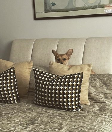 Dog hiding behind throw pillows on a bed.