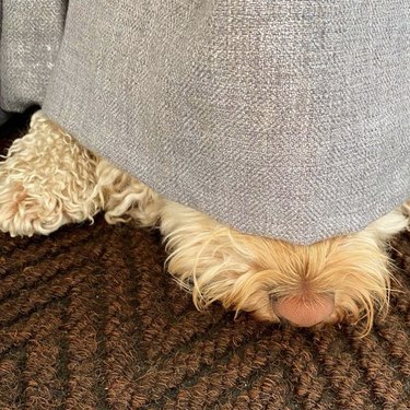 Dog hiding under a gray curtain with their nose and paw showing.