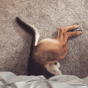 German shepherd dog half hiding under a bed with their legs out.