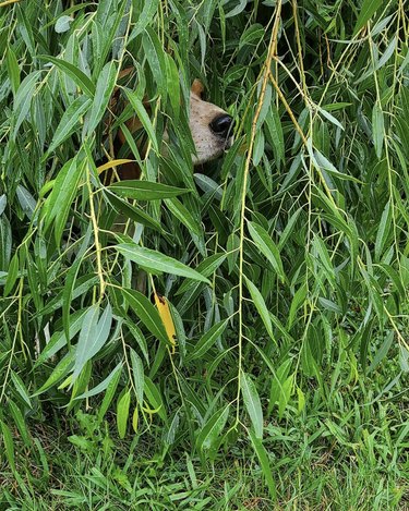 Dog hiding in the bushes with only their nose sticking out.