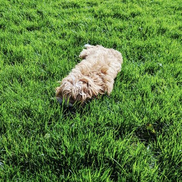 White cavapoo crouching in the grass.