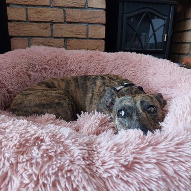 Dog in a fluffy pink dog bed.