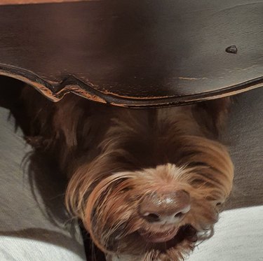 Chocolate labradoodle "hiding" under a brown table with their eyes hidden from the camera.