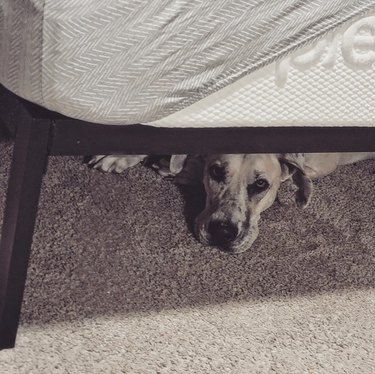 Great dane hiding under a bed and looking at the camera.