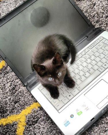 Black kitten standing on top of a laptop keyboard and looking up at the camera.